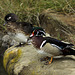 Wood Ducks