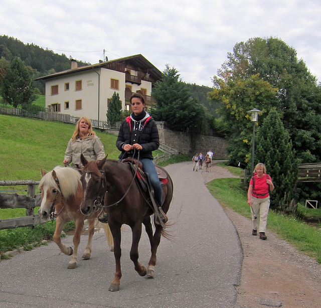 in Hafling mit Haflinger