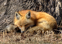 Sleeping Fox 2