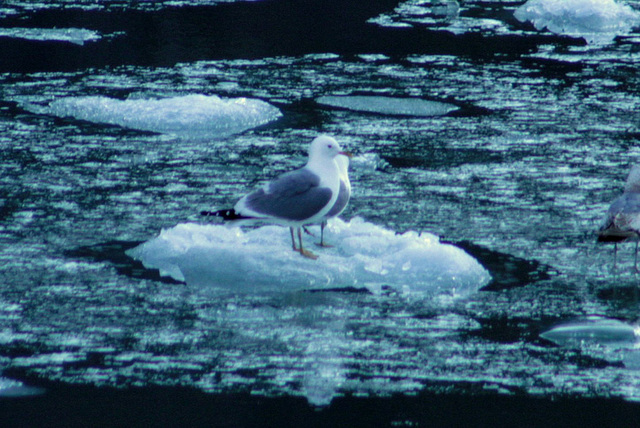 Day 7: Gulls Taking a break