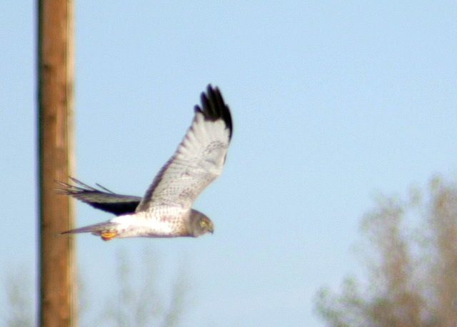 Northern Harrier