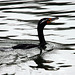 Double-Crested Cormorant (Phalacrocorax auritus)