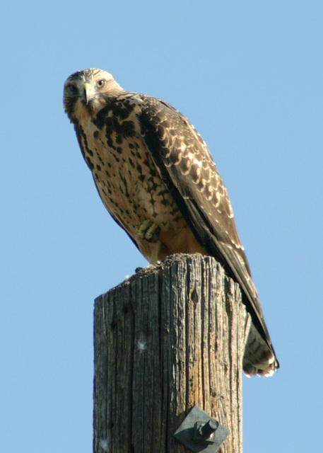 Juvenile Swainson's Hawk