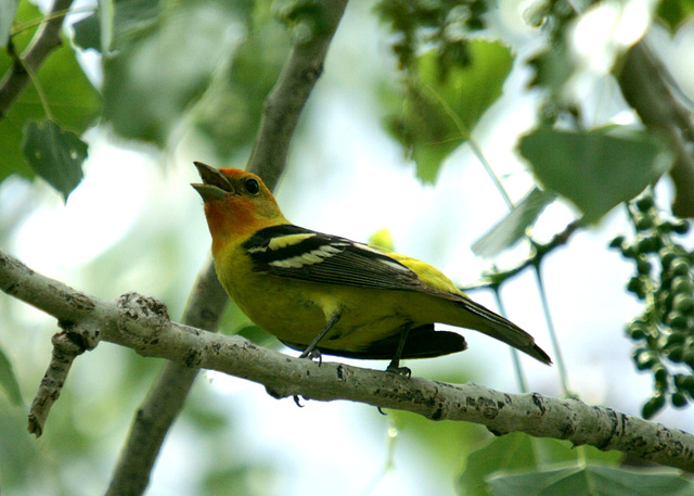 Western Tanager