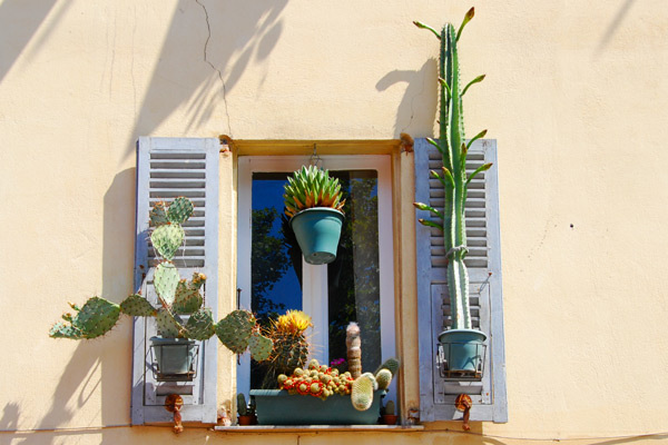 Cactii at the window