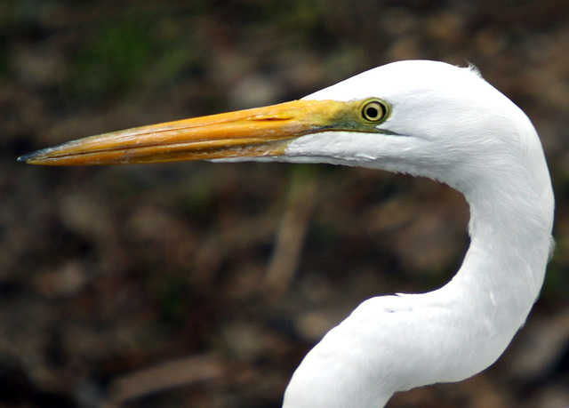 Great Egret