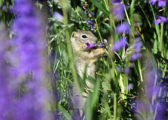 Wyoming Ground Squirrel