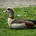 Egyptian Goose