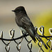 Black Phoebe