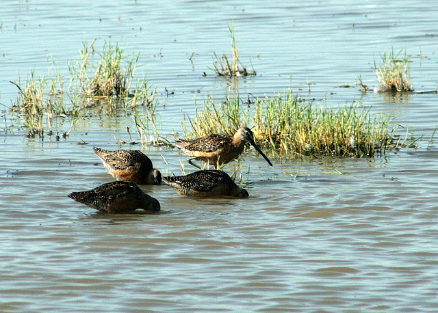 Long-Billed Dowitcher