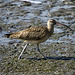 Whimbrel