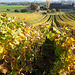 Le vignoble de Champagne (Vaud)...