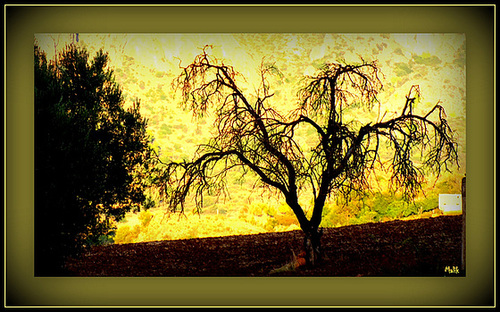 Nature Morte.!