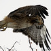 Red-Tailed Hawk