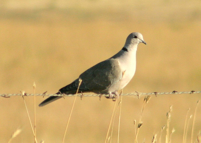 Eurasian Collared Dove