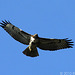 Red-Tailed Hawk