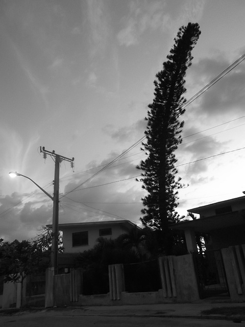 Arbre banane / Banana árbol / Banana tree - 26 janvier 2012