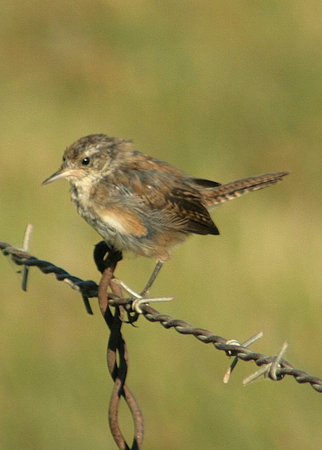 Juvenile Marsh Wren