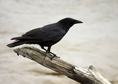 American Crow