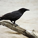 American Crow