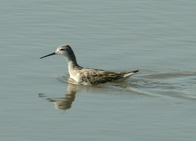 Wilson's Phalarope