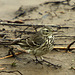 American Pipit