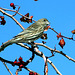 House Finch