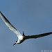 Forster's Tern