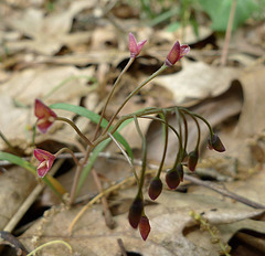 Really Tiny Flowers