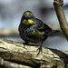 Audubon's Warbler