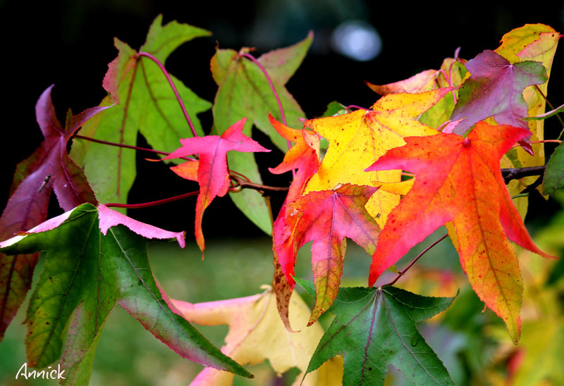 l'automne du liquidambar