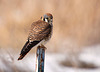 American Kestrel (Falco sparverius)