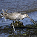 Willet Working its Mussel