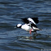 Bufflehead