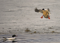 Incoming Merganser