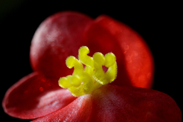 Begonia