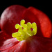 Begonia