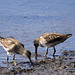 Short-Billed Dowitchers