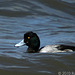 Lesser Scaup