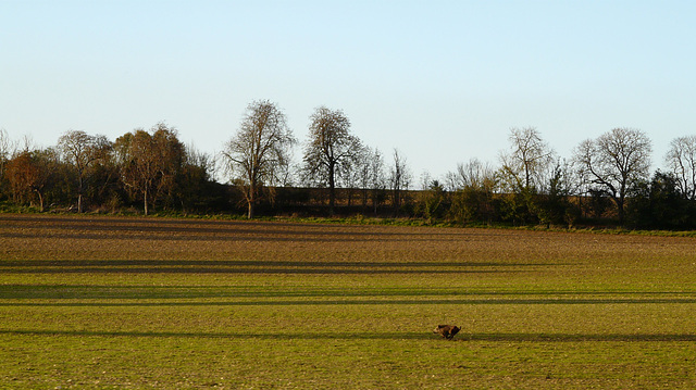sanglier