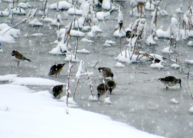 Long-Billed Dowitchers and "Chilldeer"