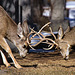 Bucks at Play