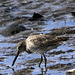 Short-Billed Dowitcher