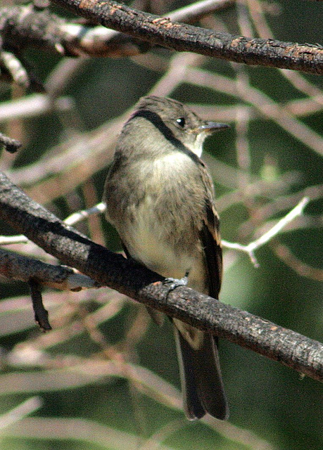 Western Wood-Pewee