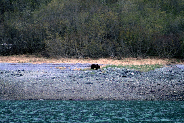 Day 9: Brown Bear