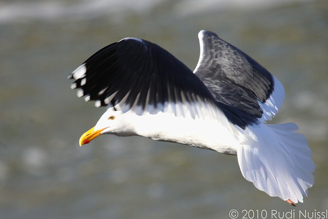 Western Gull