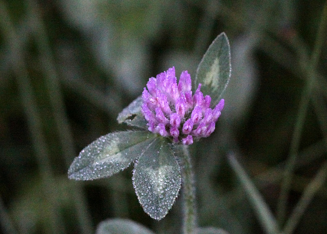 Purple Clover