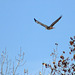 Red-Tailed Hawk