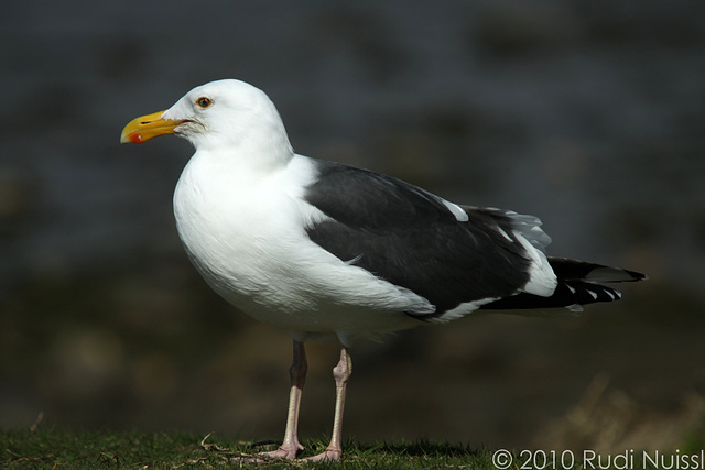 Western Gull