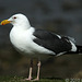 Western Gull